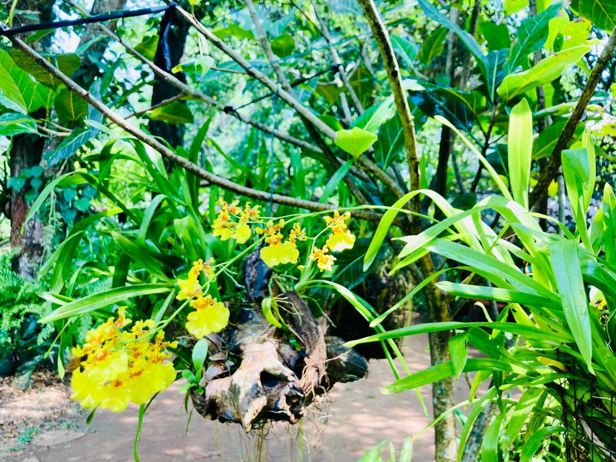 Green Paradise Cottage Udawalawa Udawalawe Ngoại thất bức ảnh