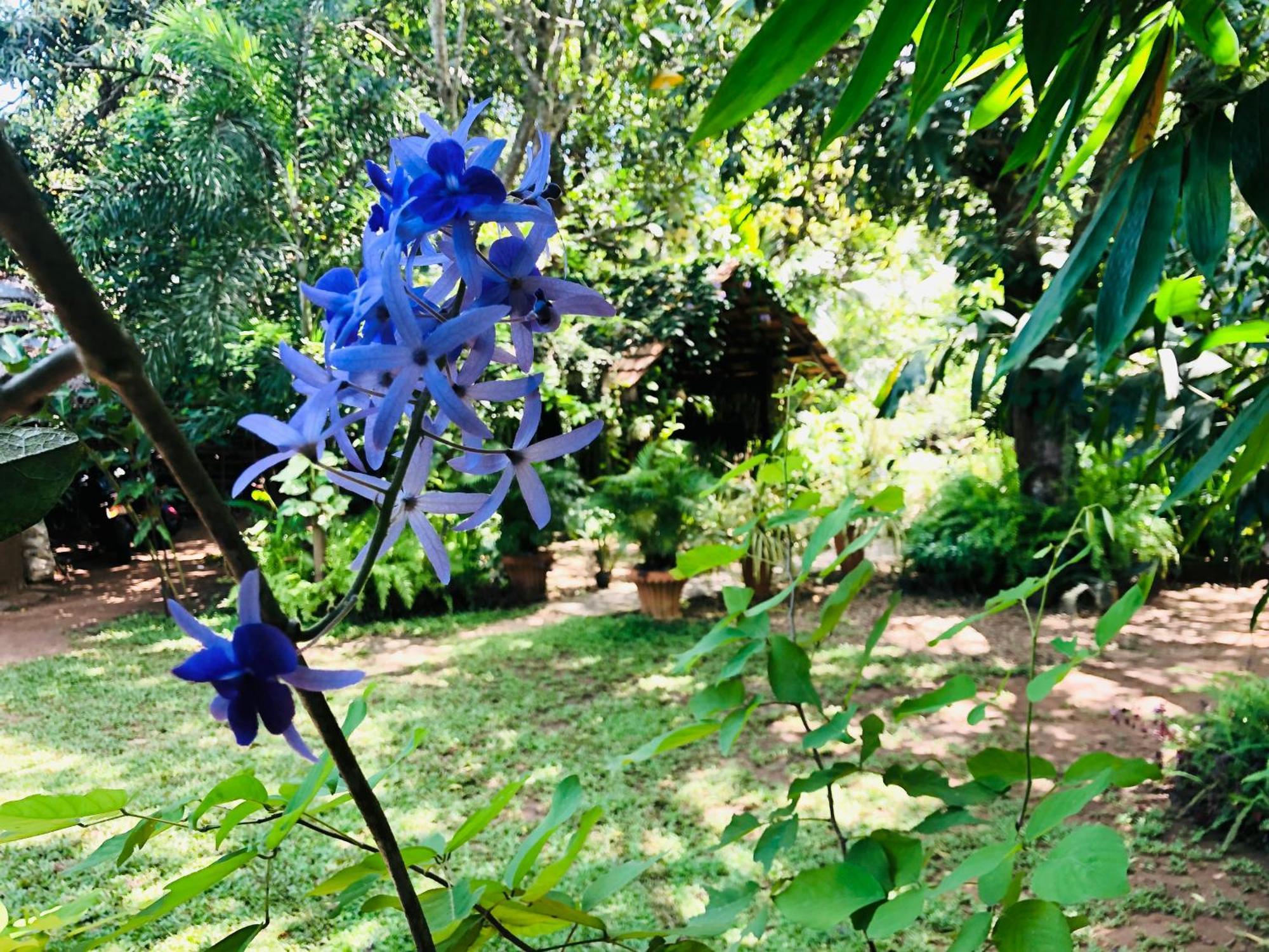 Green Paradise Cottage Udawalawa Udawalawe Ngoại thất bức ảnh